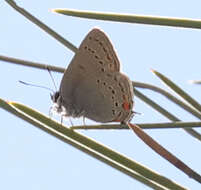 Image of California Hairstreak