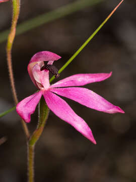 Image of Black-tongue caladenia