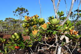 Imagem de Tristaniopsis guillainii var. balansana (Tison) J. Wyndham Dawson