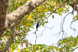 Image of Common Square-tailed Drongo