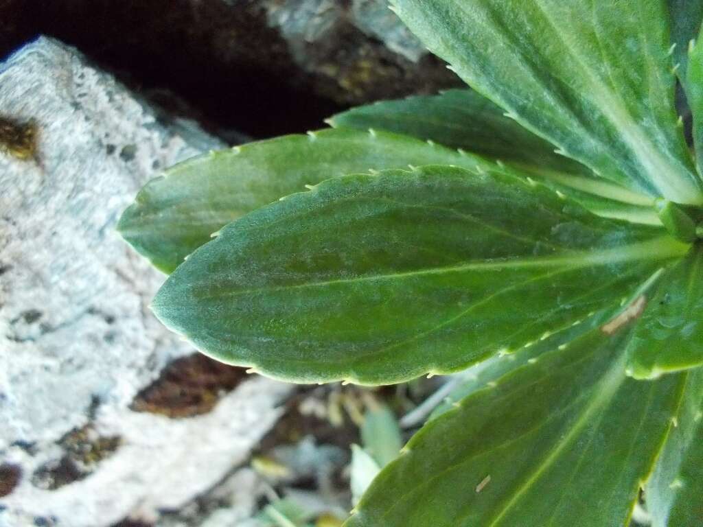 Image of Celmisia bonplandii (J. Buch.) Allan