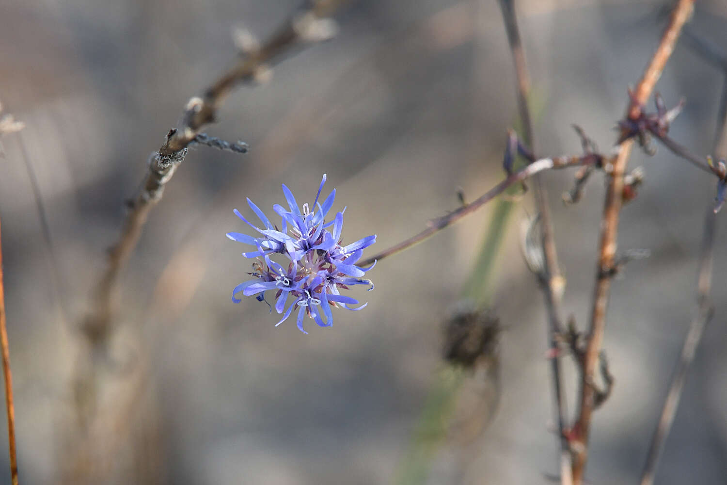 Image of Jasione heldreichii Boiss. & Orph.