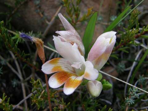 Image of Freesia caryophyllacea (Burm. fil.) N. E. Br.