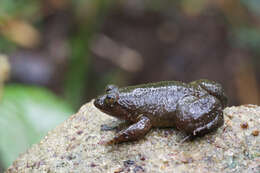 Image of Corrugated water frog