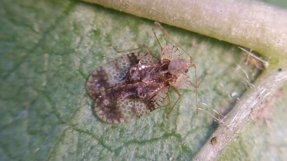 Image of azalea lace bug