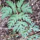 Image of Chaerophyllum villarsii W. D. J. Koch