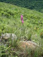 Imagem de Watsonia densiflora Baker