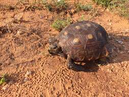 Image of Berlandier's Tortoise