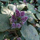 Image of Strobilanthes heyneanus Nees