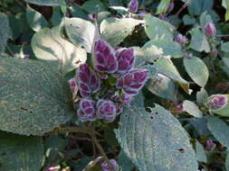 Imagem de Strobilanthes heyneanus Nees