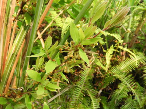 Image of Lindera glauca (Sieb. & Zucc.) Bl.