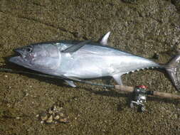 Image of Longtail Tuna