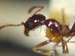 Pheidole psammophila Creighton & Gregg 1955 resmi