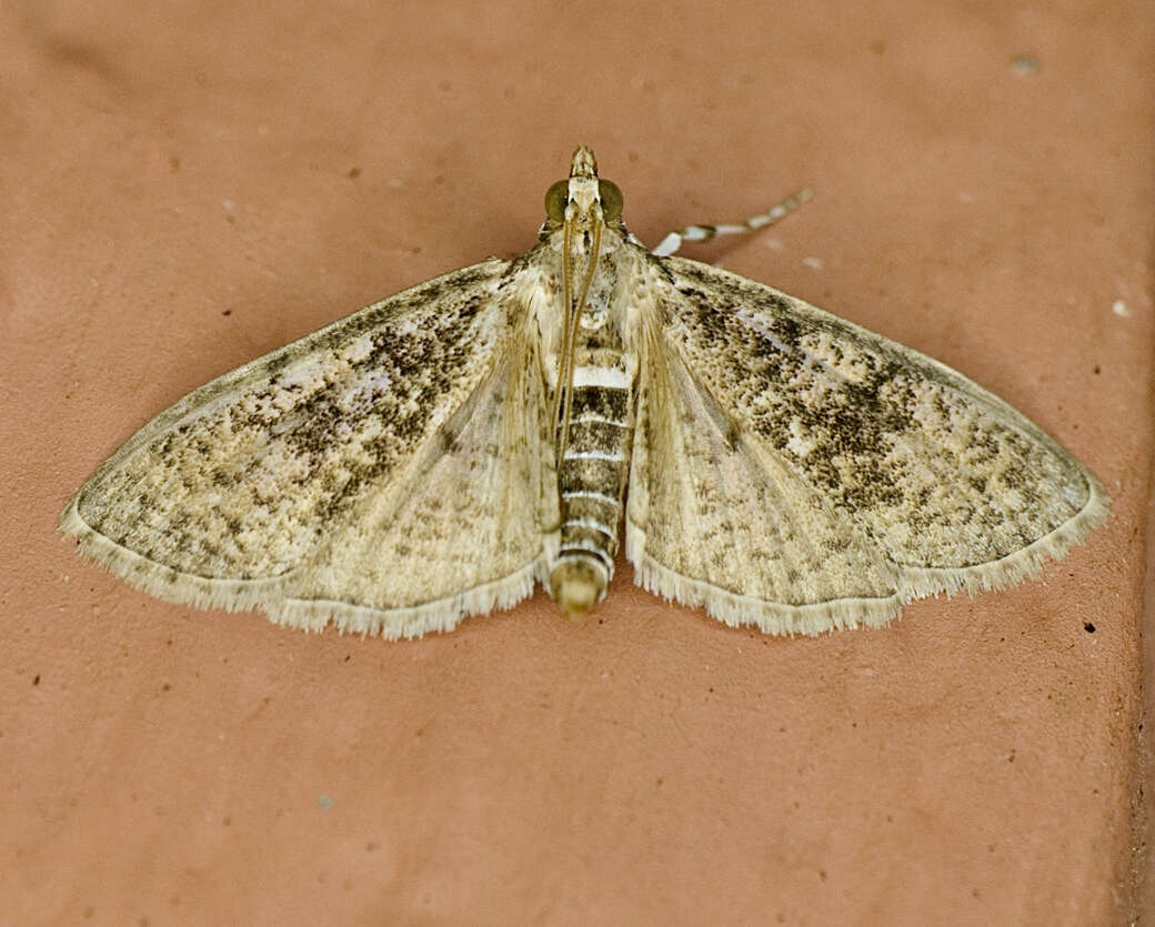 Image of Freeman's Palpita Moth