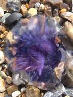 Image of Blue Jellyfish