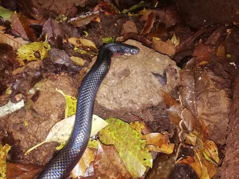 Image of Lampropeltis micropholis Cope 1860