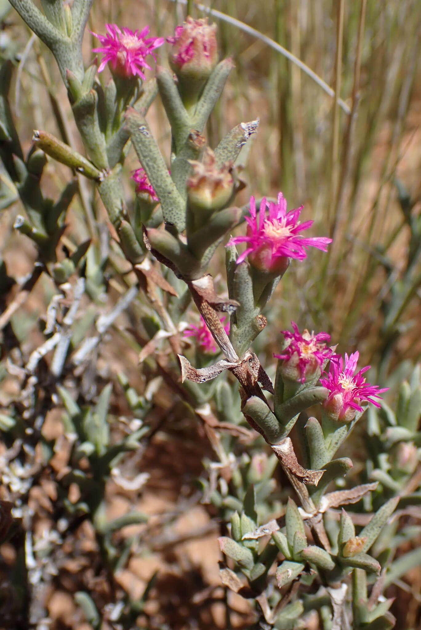 صورة Ruschia ruralis (N. E. Br.) Schwant.