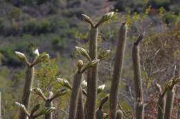 Plancia ëd <i>Trichocereus spachianus</i>