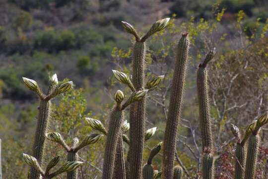 Image of <i>Trichocereus spachianus</i>