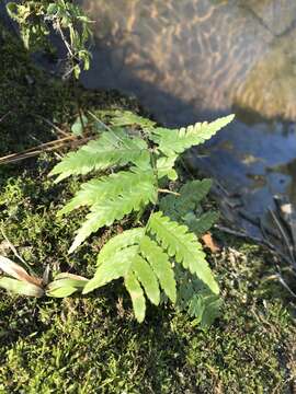 Image de Dryopteris erythrosora (D. C. Eat.) O. Kuntze