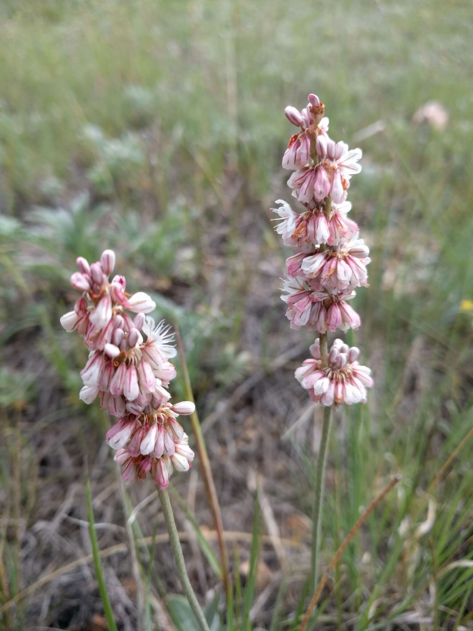 Image of redroot buckwheat