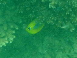 Image of Blue-dash Butterflyfish