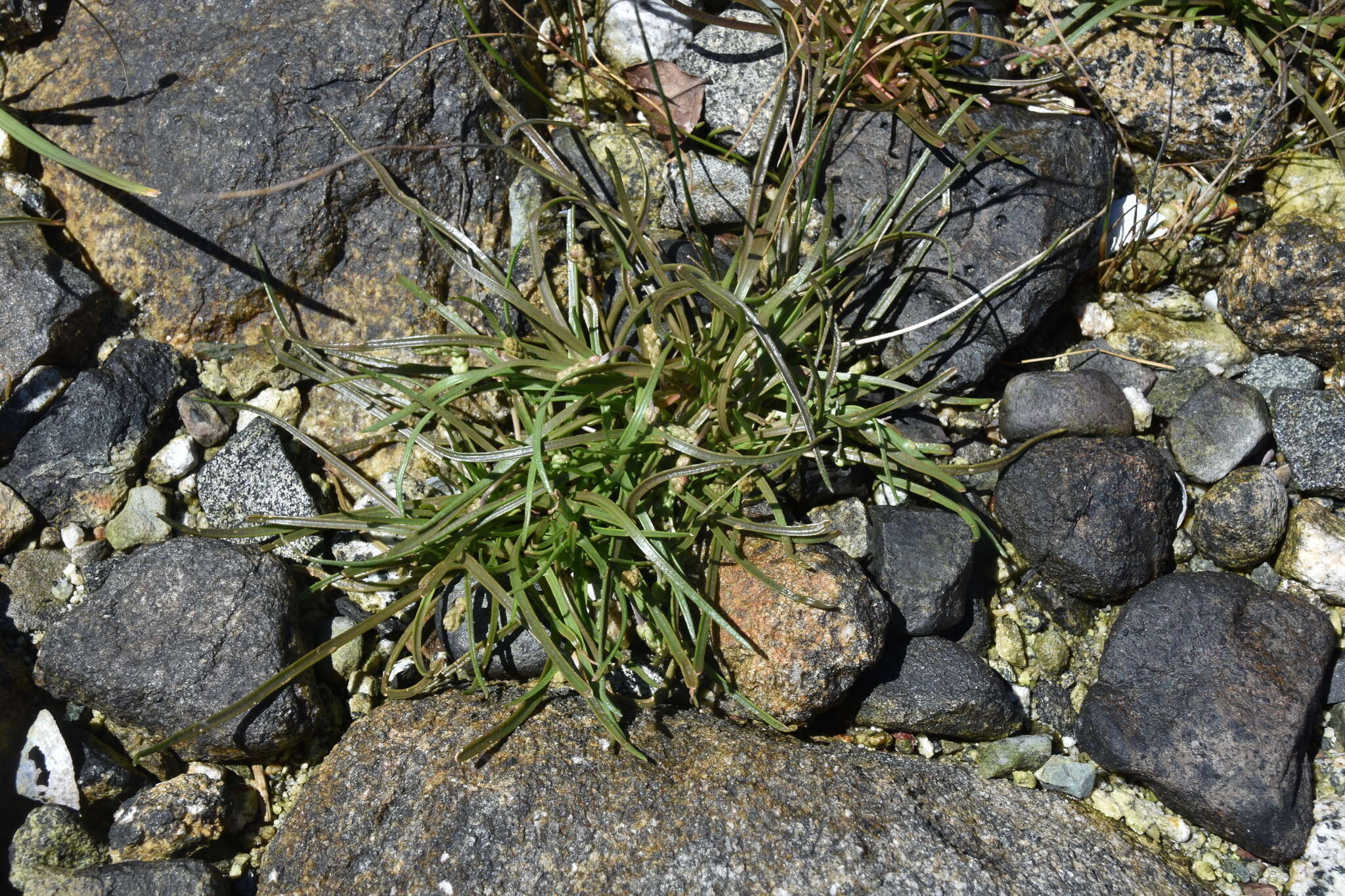 Image de Plantago maritima subsp. juncoides (Lam.) Hulten