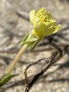 Oenothera humifusa Nutt. resmi