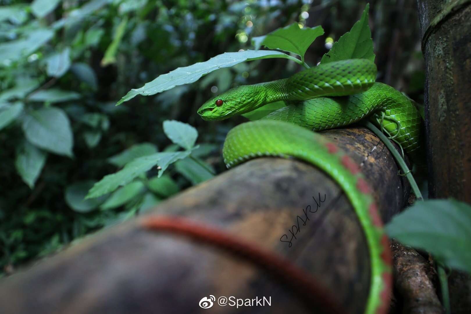 Image of Pope's pit viper