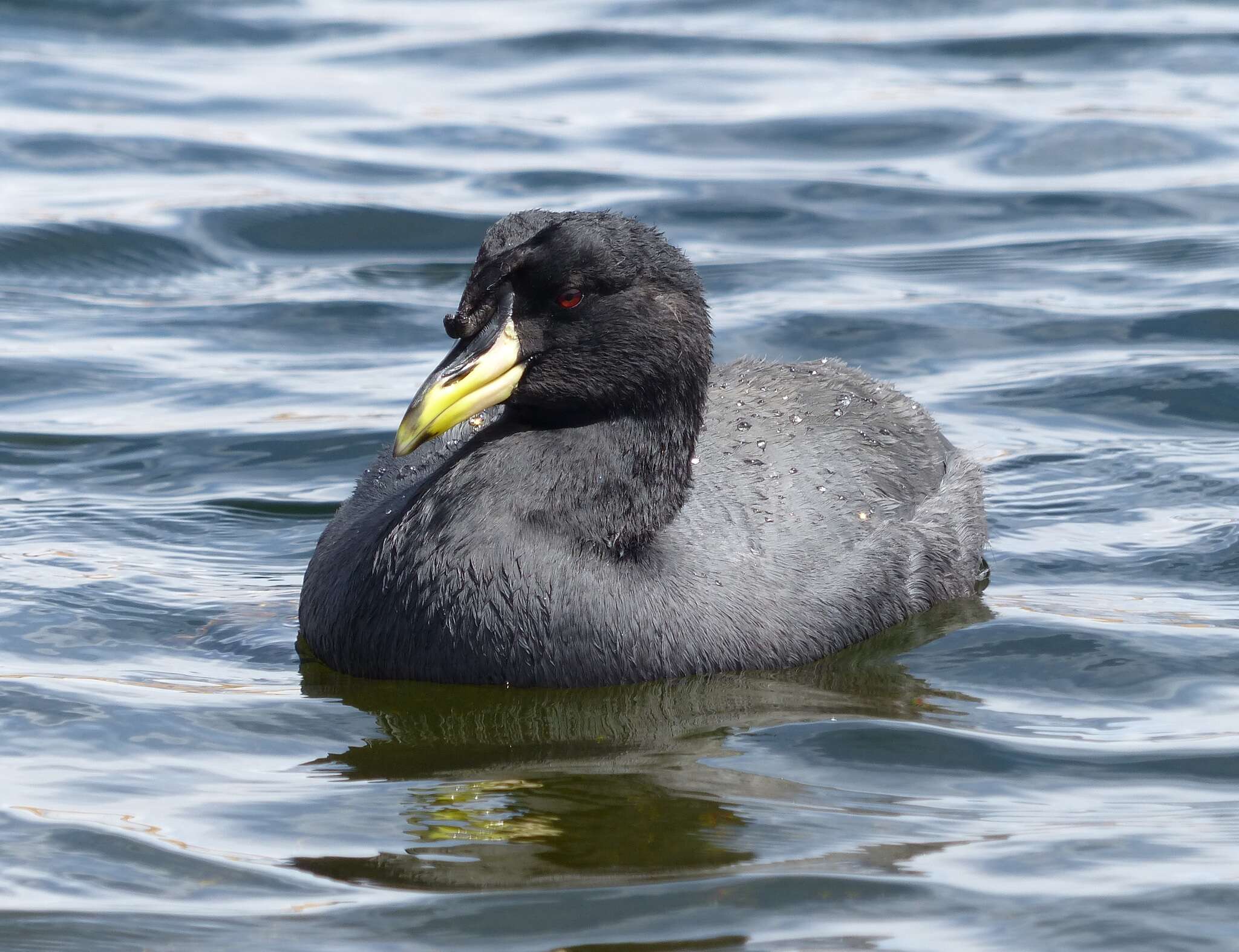 Image of Horned Coot