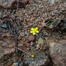 Image of Ranunculus flammula var. filiformis (Michx.) Hook.