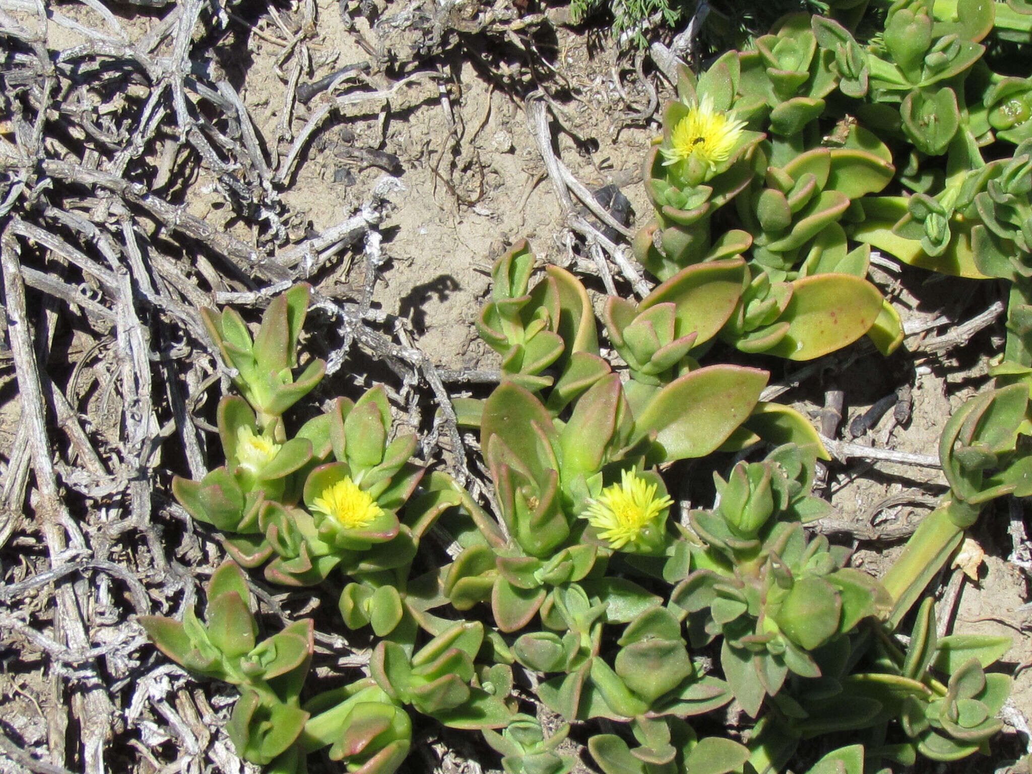 Image of Mesembryanthemum haeckelianum Berger