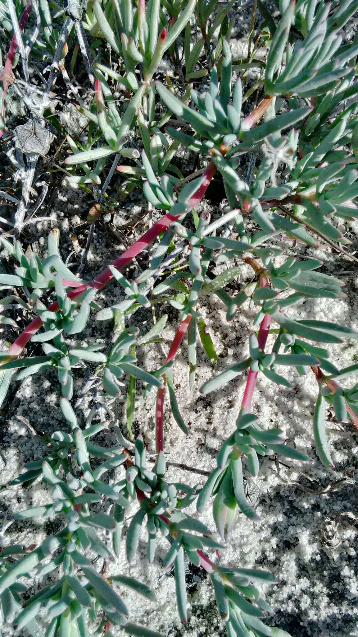 Image of Lampranthus explanatus (L. Bol.) N. E. Br.