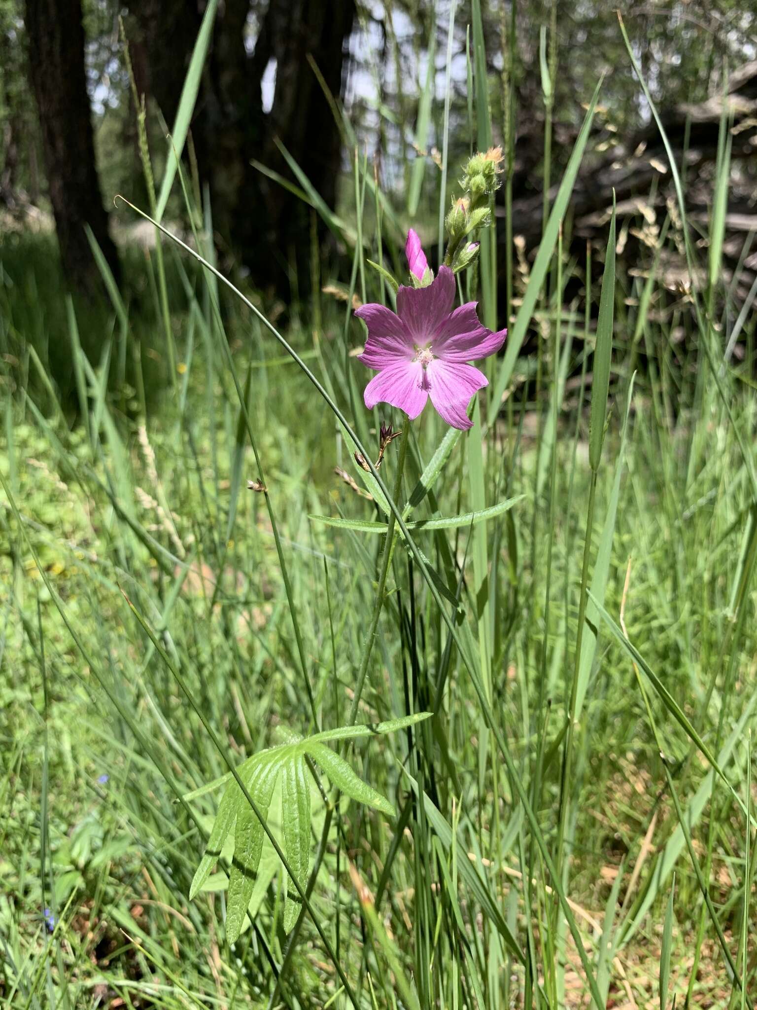 Imagem de Sidalcea neomexicana A. Gray