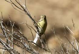 Image of Drakensberg Siskin