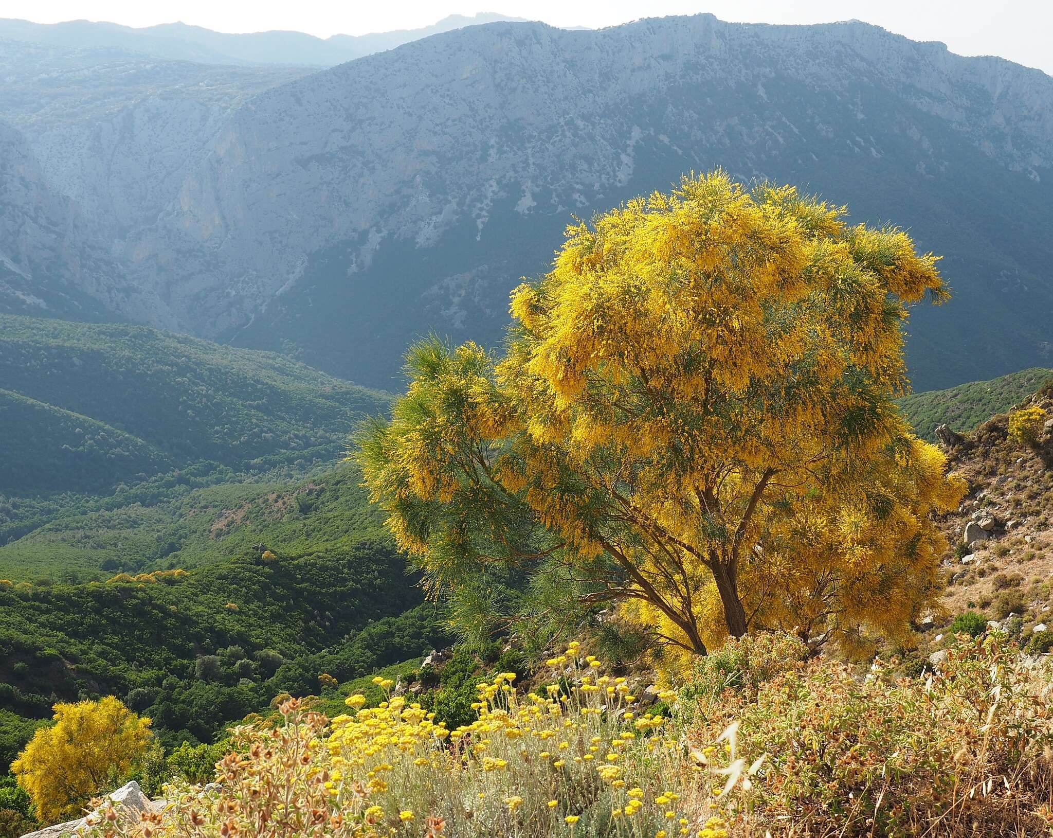 Image of Mt. Etna broom