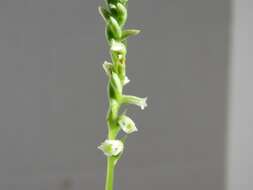 Spiranthes brevilabris Lindl. resmi