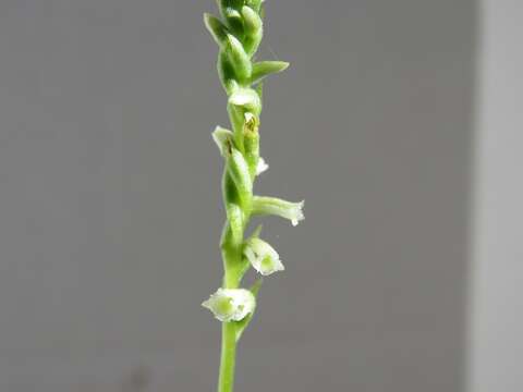 Spiranthes brevilabris Lindl. resmi