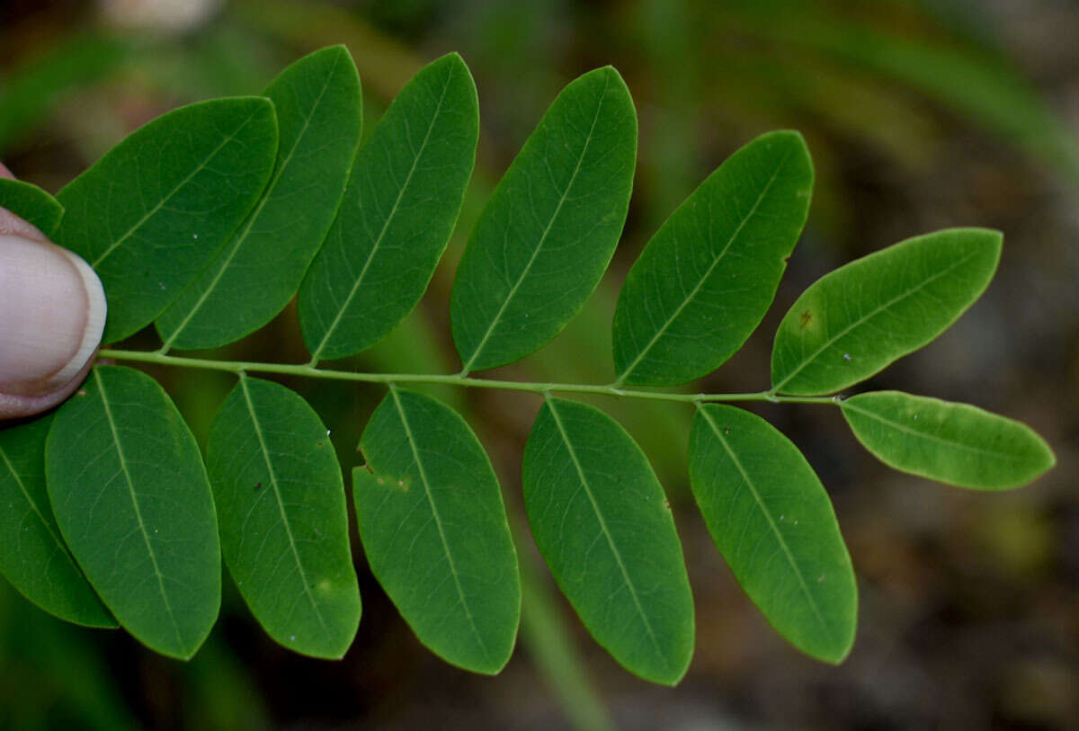 Image de Phyllanthus novae-hollandiae Müll. Arg.