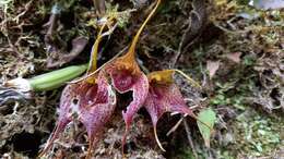 Imagem de Masdevallia angulata Rchb. fil.