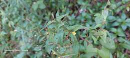 Image de Ludwigia hyssopifolia (G. Don) Exell