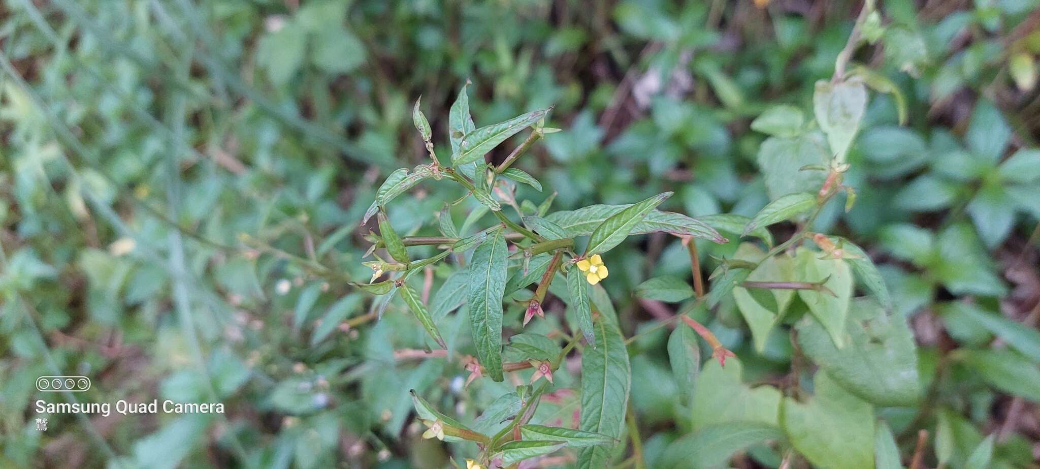 Image de Ludwigia hyssopifolia (G. Don) Exell