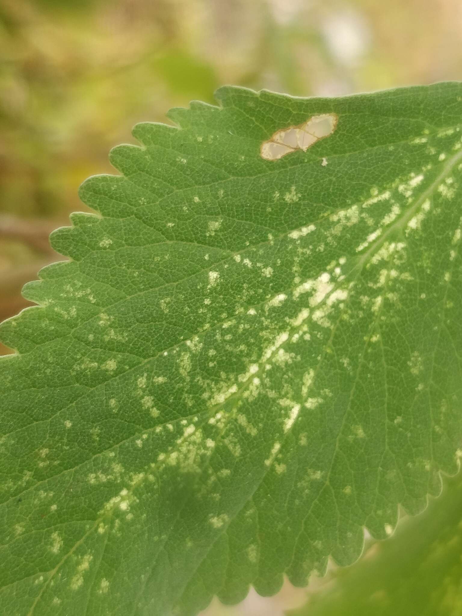 Image of Teucrium betonicum L'Hér.