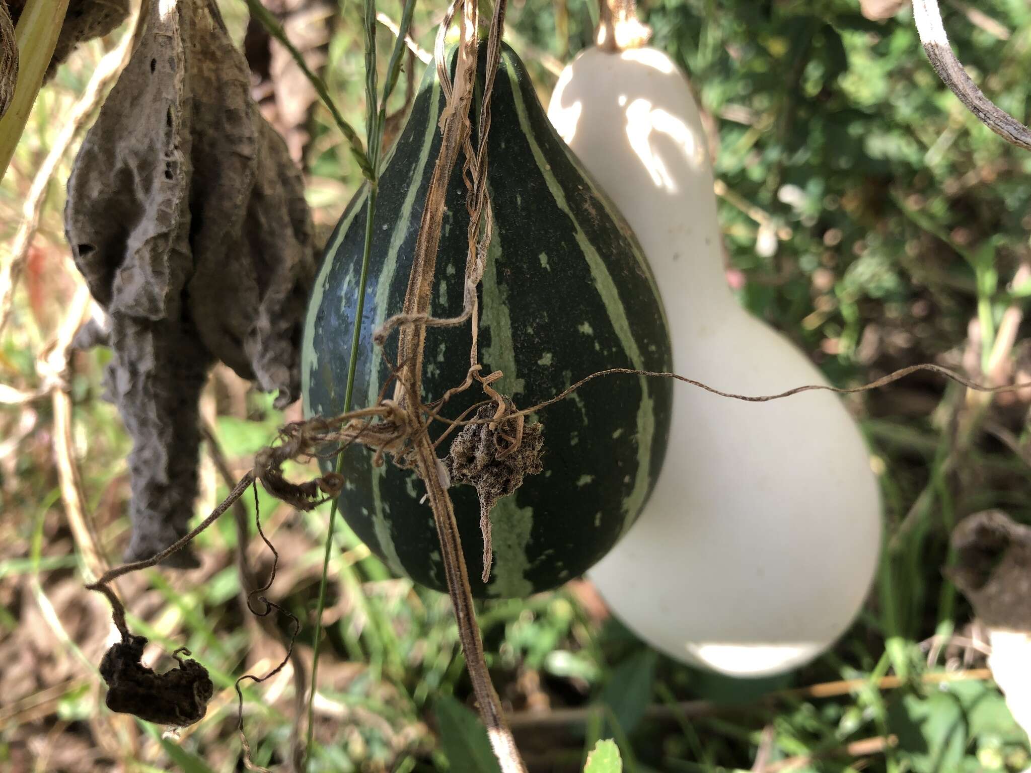 Cucurbita melopepo subsp. texana (Scheele) G. L. Nesom resmi