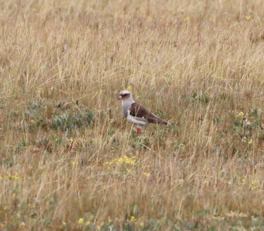 Image of Andean Lapwing