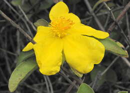 Image of Hibbertia scandens (Willd.) Gilg