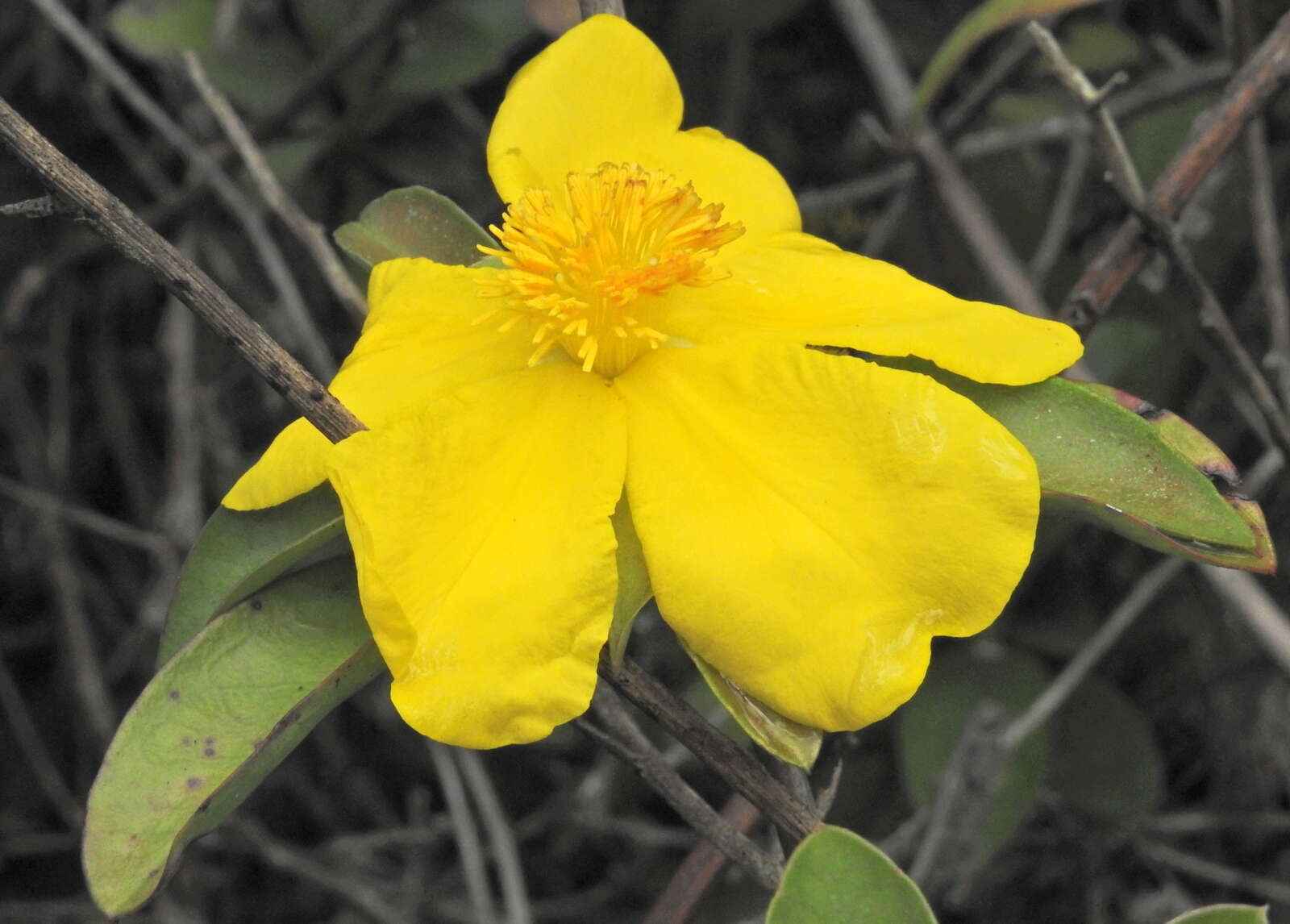 Image of Hibbertia scandens (Willd.) Gilg