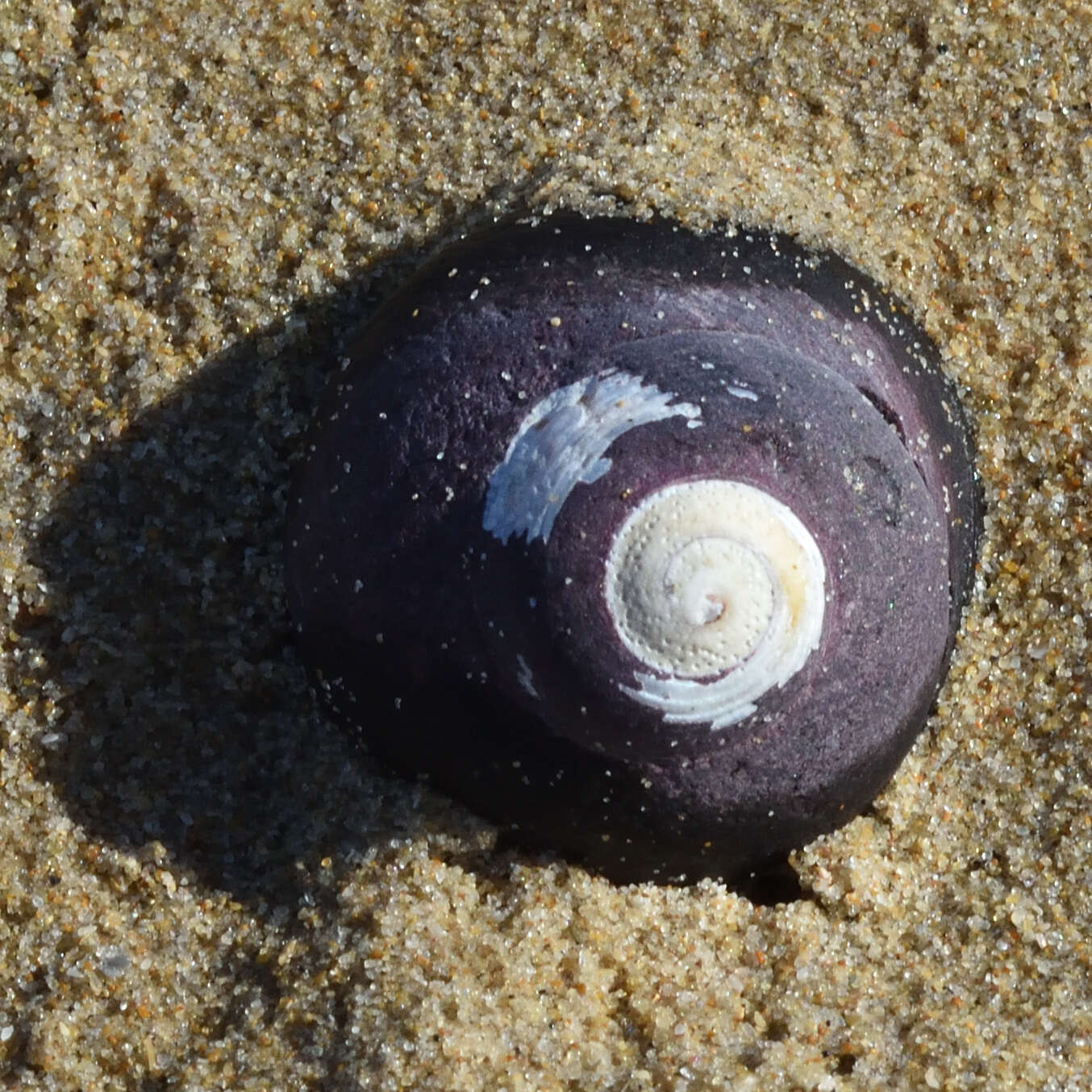 Image of pink-lipped topshell