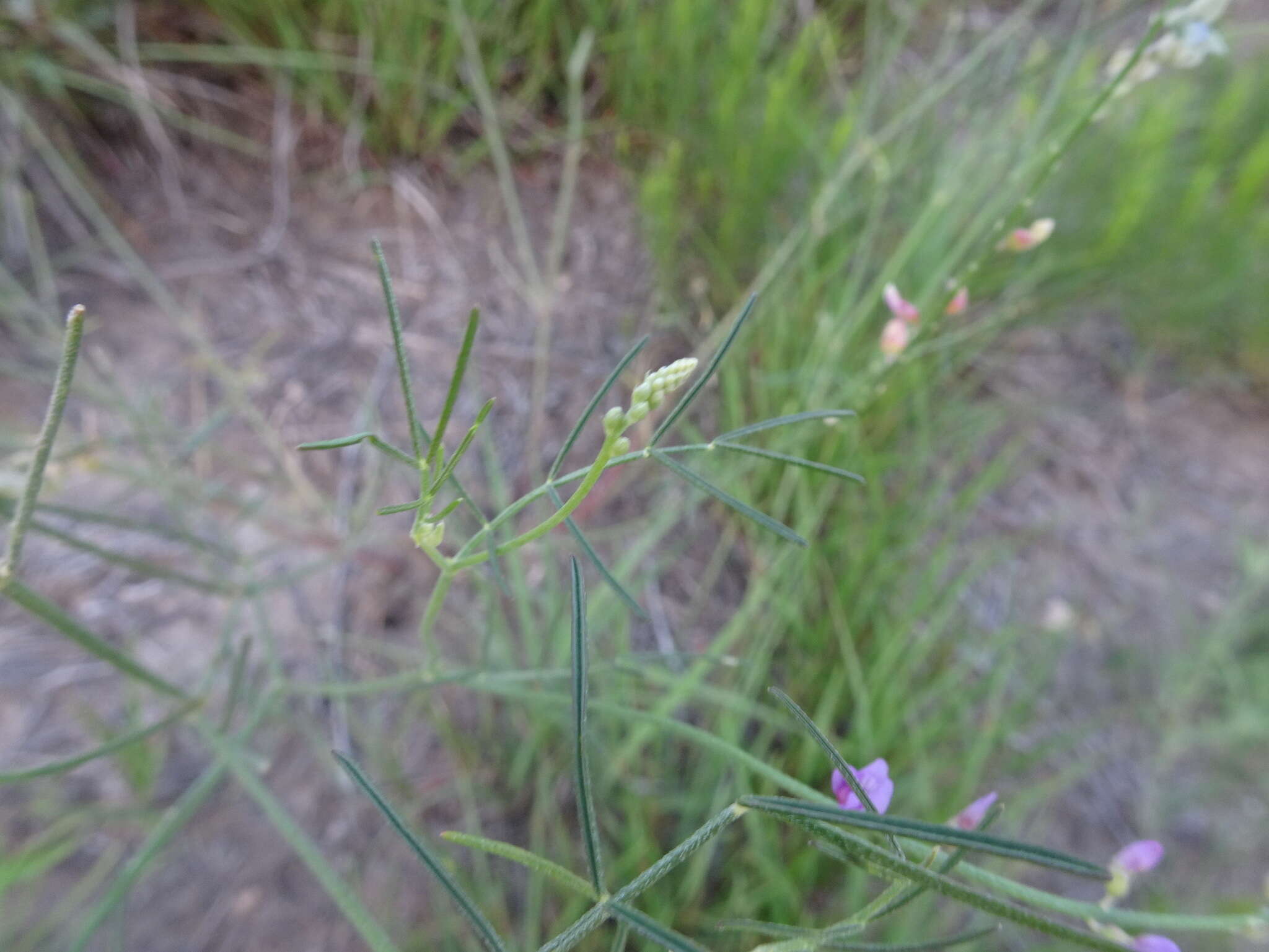 Imagem de Astragalus gracilis Nutt.