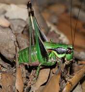 Image of Eupholidoptera tyrrhenica Allegrucci, Massa, Trasatti & Sbordoni 2014